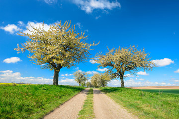 Fototapeta na wymiar Cherry Trees Blossoming on Dirt Road through Spring Landscape under Blue Sky
