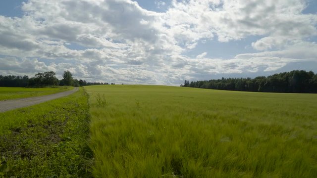 Landscape view of the barley field with a small road on the middle for transportation