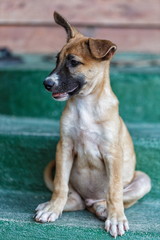 Street dog in Thailand