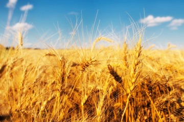 Grain field of wheat before harvest
