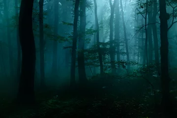 Muurstickers Bos van loofbomen & 39 s nachts verlicht door maanlicht, spookachtige mystieke sfeer © AVTG