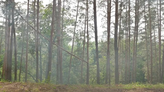 forest pine smoke slow motion video