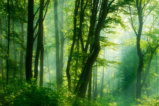 Fototapeta Green Forest of Deciduous Trees Illuminated by Sunbeams through Fog