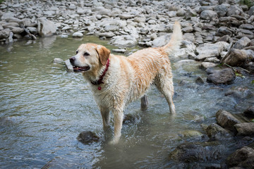 Labradoro in acqua