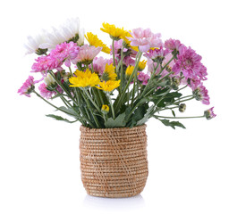 chrysanthemums in basket on white background