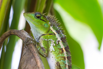 Green crested lizard, black face lizard