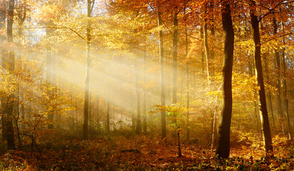 Autumn, Forest of Deciduous Trees Illuminated by Sunbeams through Fog, Leafs Changing Colour