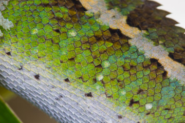 close up skin of Green crested lizard