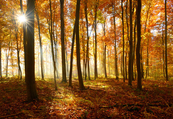 Autumn, Forest of Deciduous Trees Illuminated by Sunbeams through Fog, Leafs Changing Colour