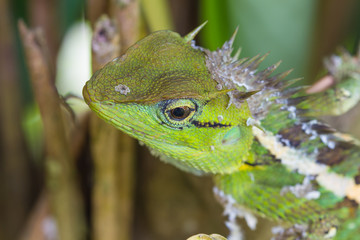 Green crested lizard, black face lizard
