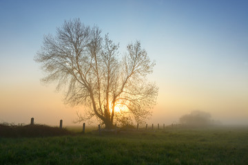 Obraz premium Solitary Tree on Meadow in Dense Fog at Sunrise