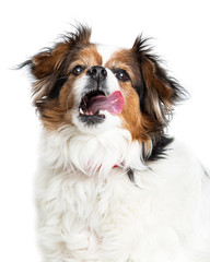 Hungry Crossbreed Dog Tongue Out Open Mouth