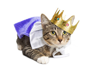 Obraz premium Kitten wearing prince costume