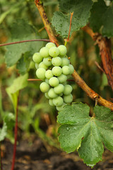 bunch of green grapes