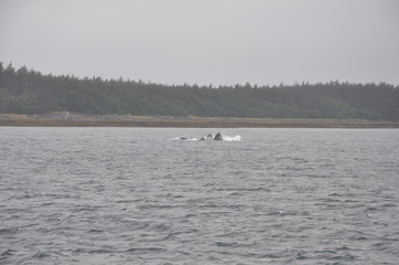 Whale watch off the coast of Juneau