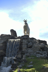 Mountain goat 
