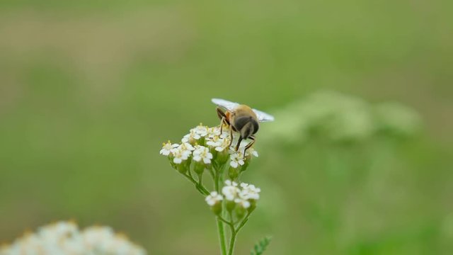 bee gadfly sitting on flower on a green background nature macro slow motion video