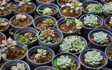 Succulent plants (echeveria) in the nursery greenhouse    