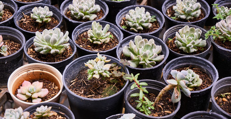 Succulent plants (echeveria) in the nursery greenhouse    