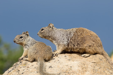 Rock squirrels (Otospermophilus variegatus).