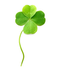 Green four-leaf clover isolated on white - 118586147
