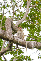 Close up Monkey on tree