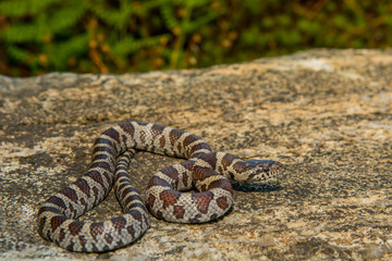 An Eastern Milk Snake crawling over a rock in the wild.