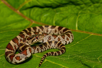 A close up of an Eastern Milk Snake