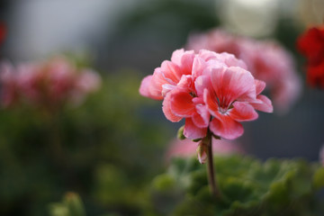 몽환적 분위기의 분홍 꽃