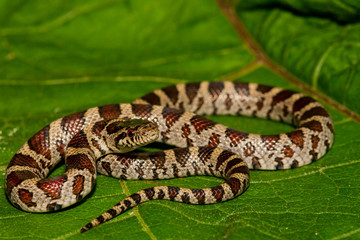 A close up of an Eastern Milk Snake.