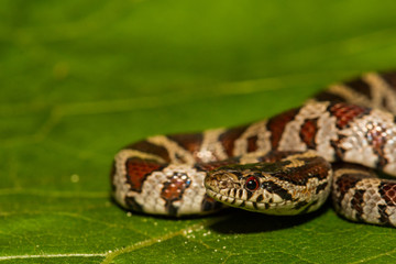A close up of an Eastern Milk Snake