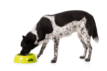Dog Eating Food From Bowl