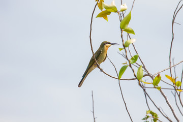 beautiful bird Blue tailed Bee eater
