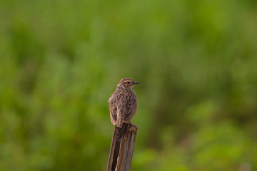 Indochinese Bushlark (Mirafra erythrocephala )