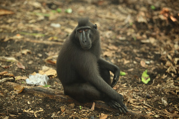 Indonesian monkey - Celebes crested macaque  sitting  on a dirt road