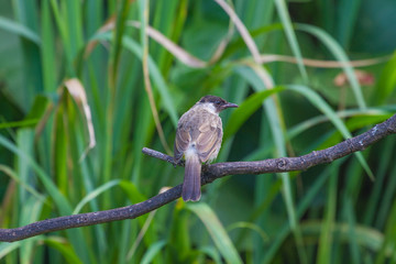 Beautiful bird Sooty headed Bulbul