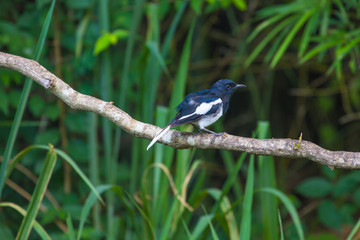Oriental Magpie Robin bird
