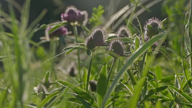 blooming clover slow motion video
