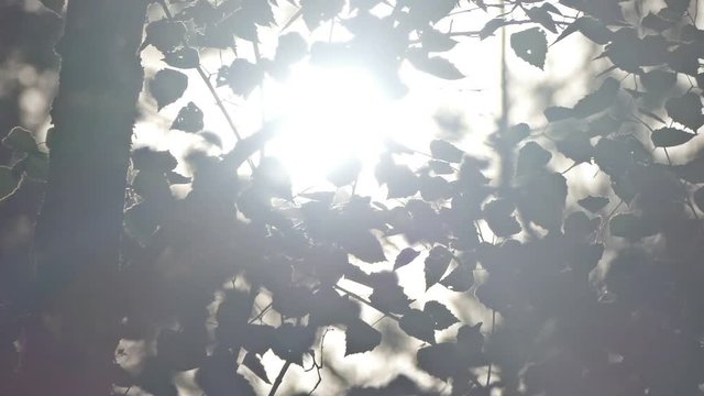 sun shining through birch foliage slow motion video