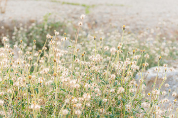 grass flower on sunset