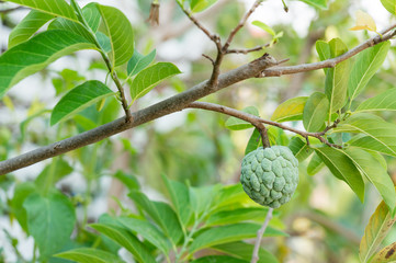 Sugar Apple or Custard Apple