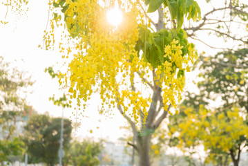 Golden shower or Cassia fistula flower in the garden