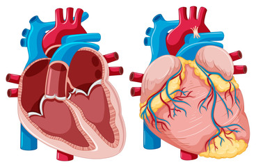 Diagram showing human hearts