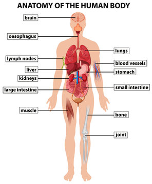 Diagram showing anatomy of human body