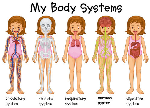 Different body systems in human