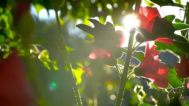 red flower on a green background nature dawn morning slow motion video