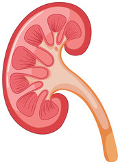 Diagram showing human kidney