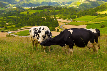 Close up of two tending to each other cows on a grassy field in Azores, Portugal. Cows with scenic landscape of Sao Miguel Island on background.