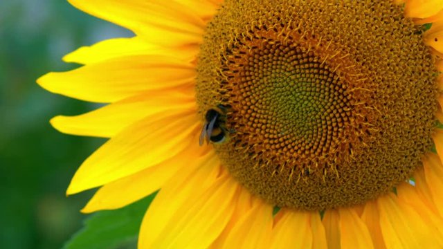 Bee Crawls Along the Beautiful Sunflowers.