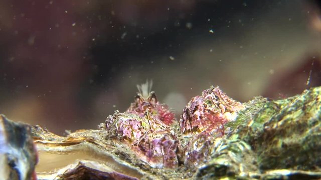 scuba diving course underwater naturalist Zeeland Scharendijke pipe fish sea anemone crab shrimp